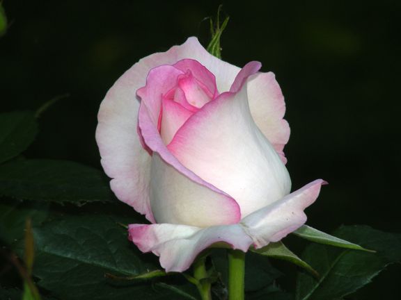 Moonstone photo ms2014_06070027_zps72b1d97f.jpg